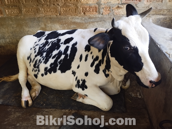 ফ্রিজিয়ান গরু